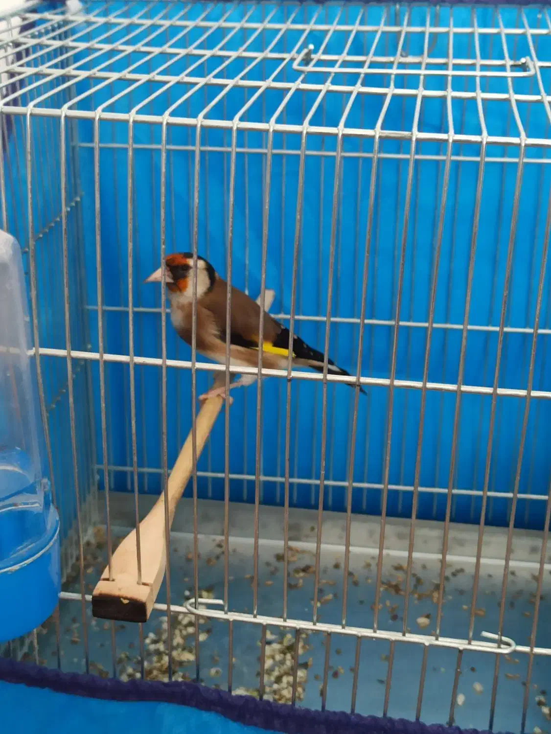 سهره ماده|پرنده|قروه, |دیوار