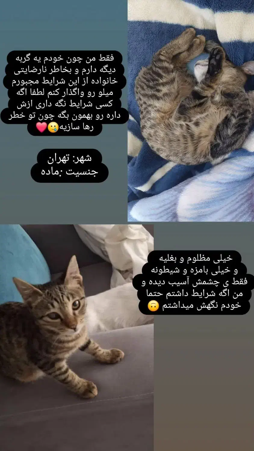 واگذاری میلو خانوم|گربه|تهران, جنت‌آباد شمالی|دیوار