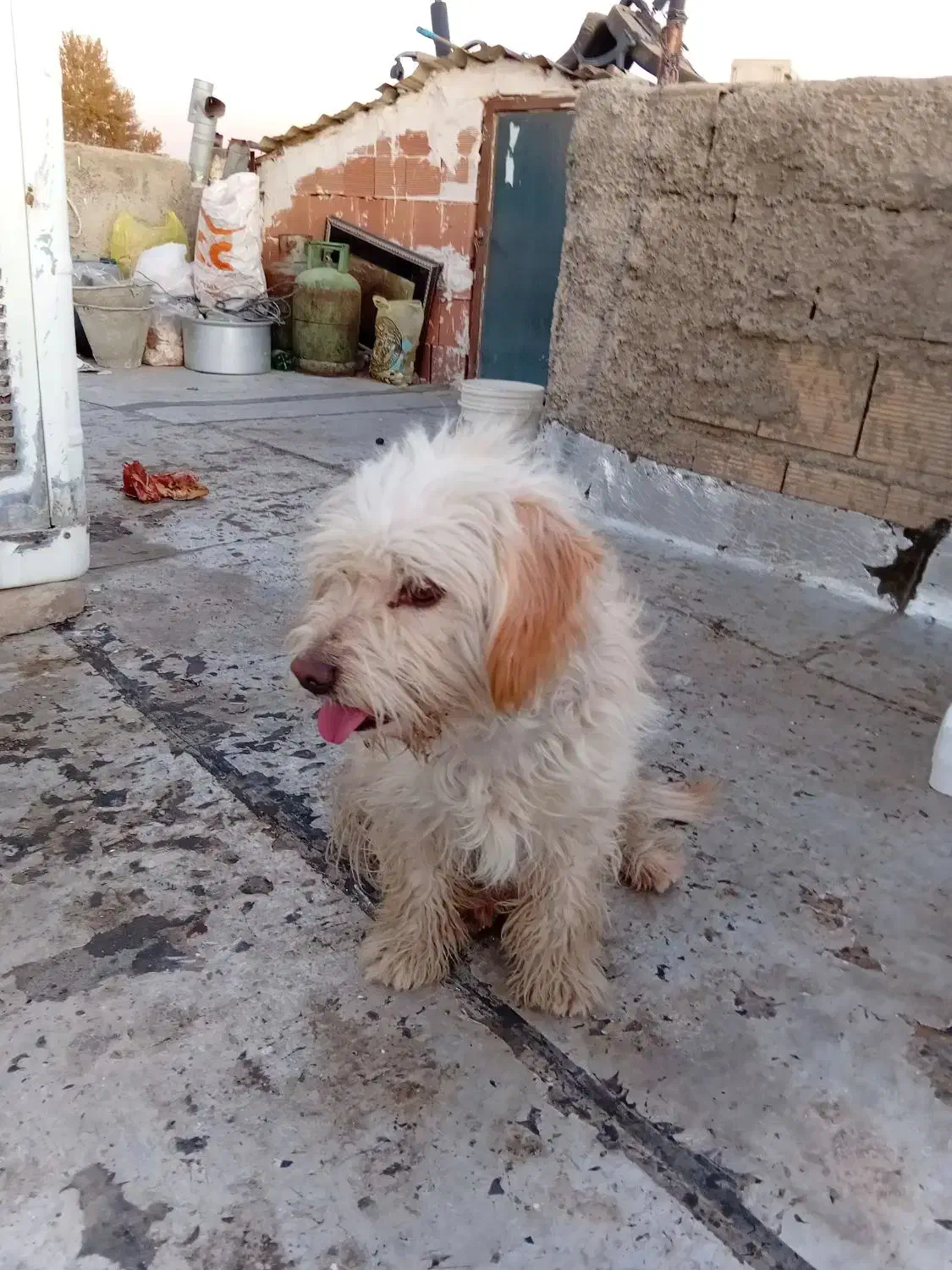 سگ پا کوتاه|سگ|هشتگرد, ینگی امام|دیوار