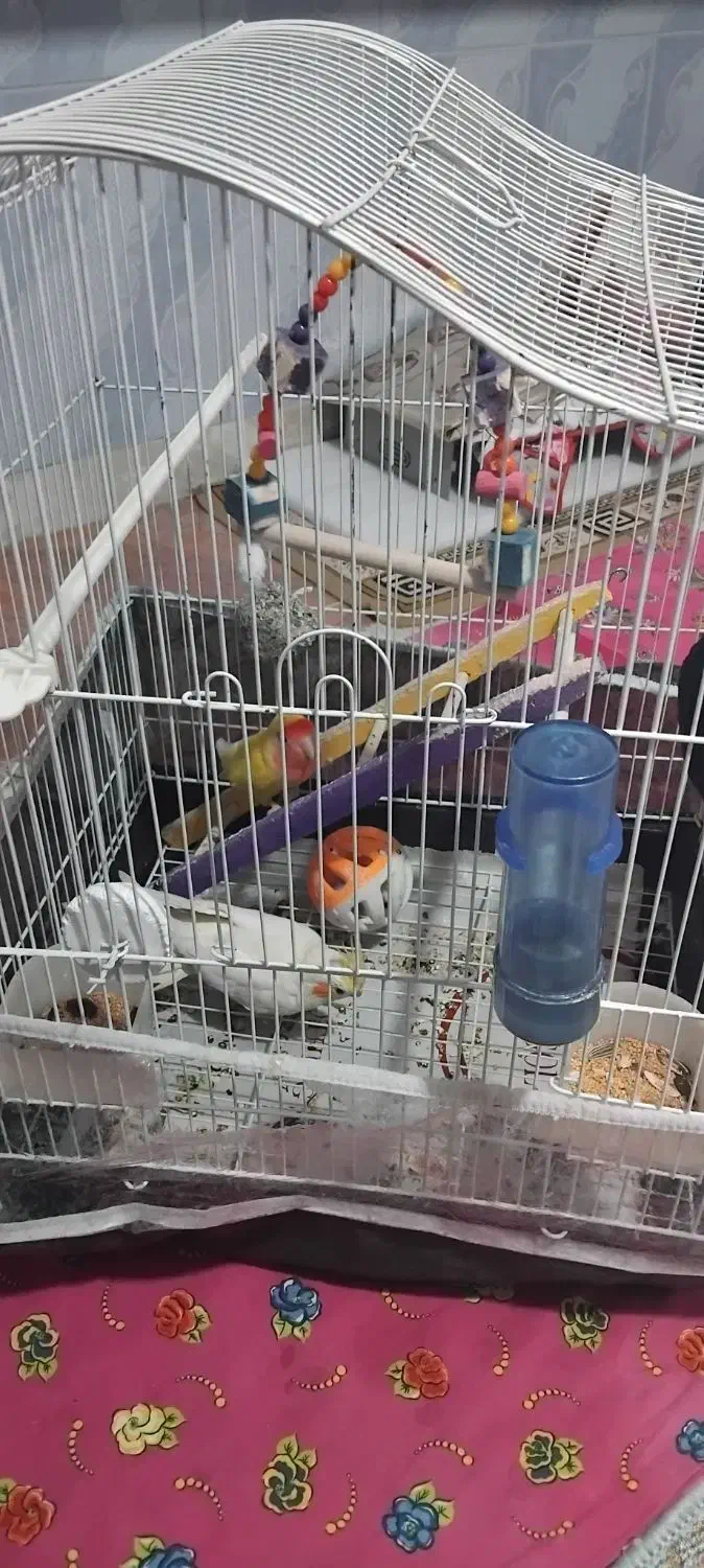 فروش|پرنده|ملکان, |دیوار