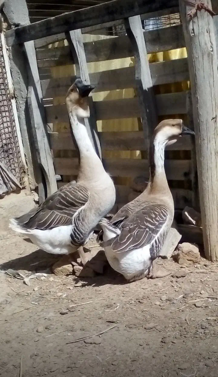 قوغاز خاکستری نر|حیوانات مزرعه|رزن, |دیوار