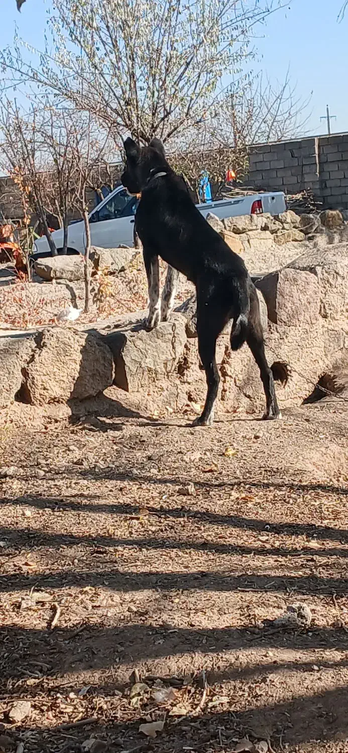 توله ۵ ماهه|سگ|مشگین شهر, |دیوار