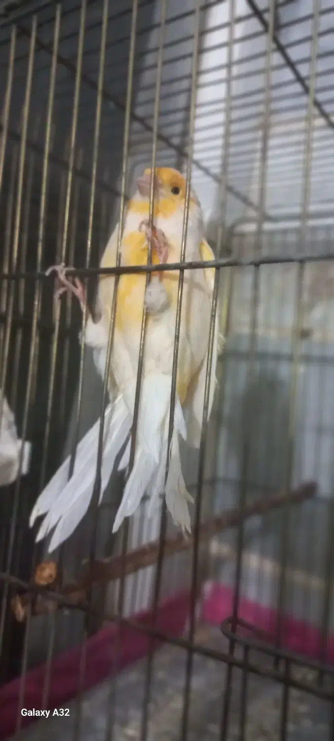 قناری نر و ماده|پرنده|مشکین‌دشت, |دیوار