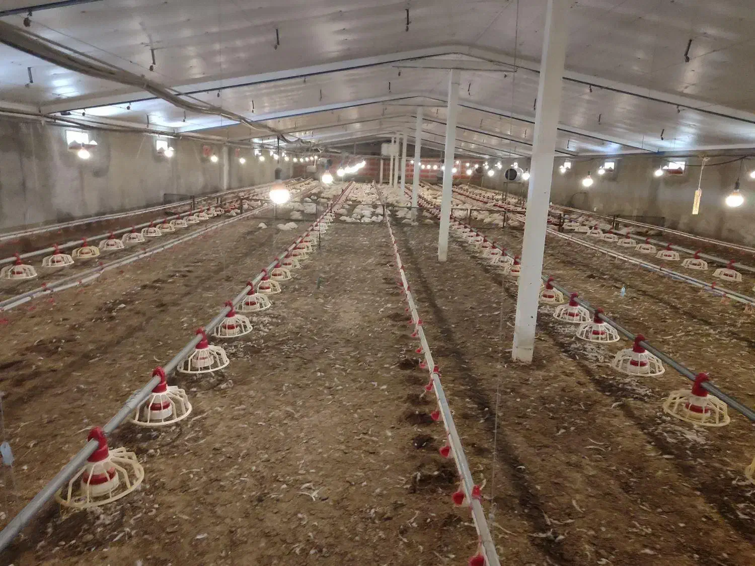 کود مرغی|خدمات باغبانی و درختکاری|میناب, |دیوار