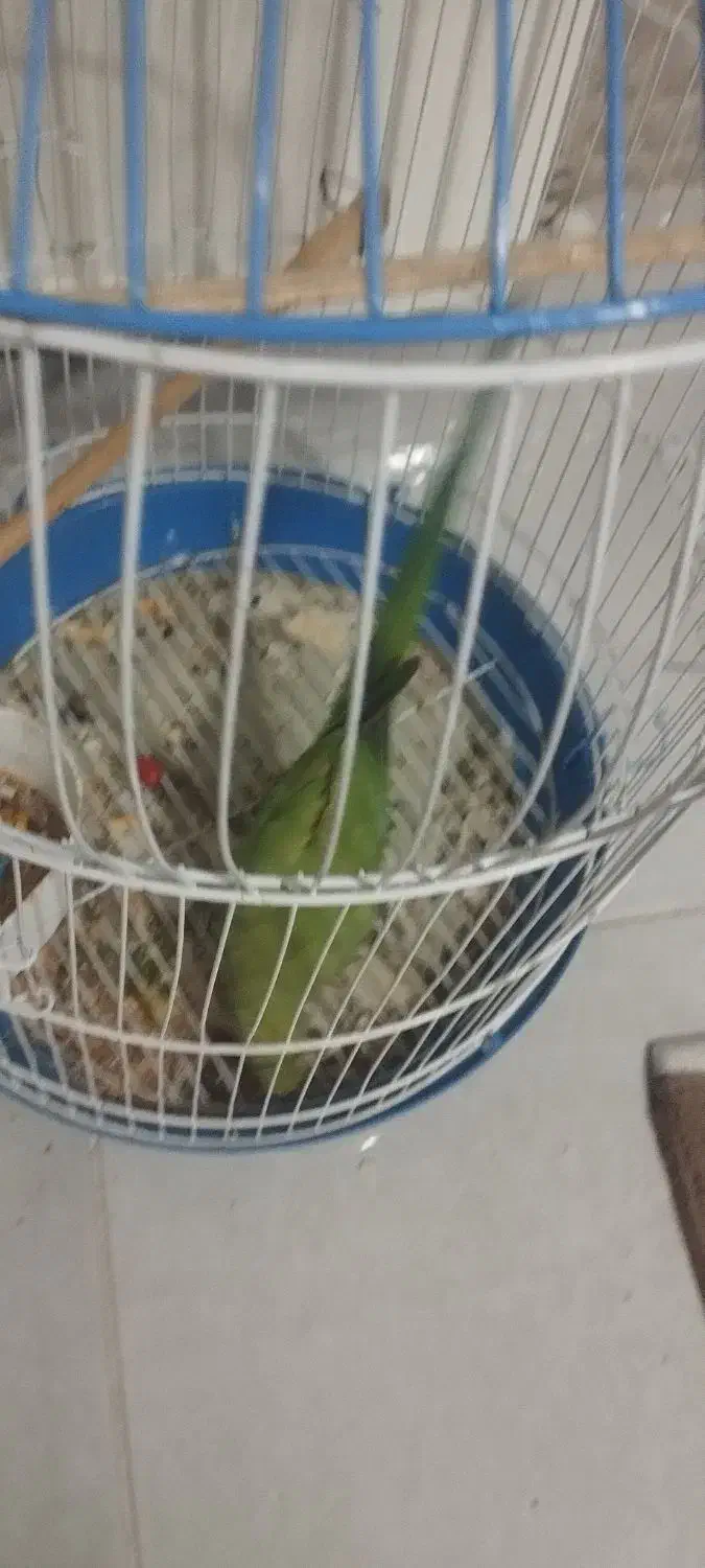 طوطی ملنگو|پرنده|بانه, |دیوار