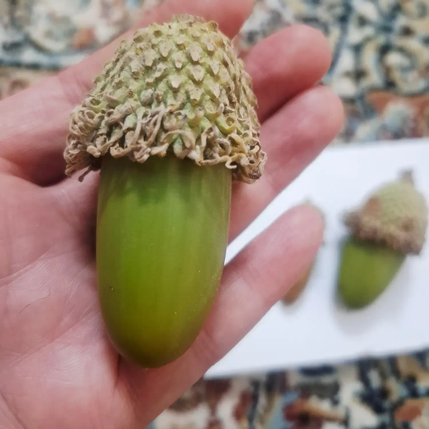 دکور پاییزی|صنایع دستی و سایر لوازم تزئینی|قم, آذر (نکویی)|دیوار