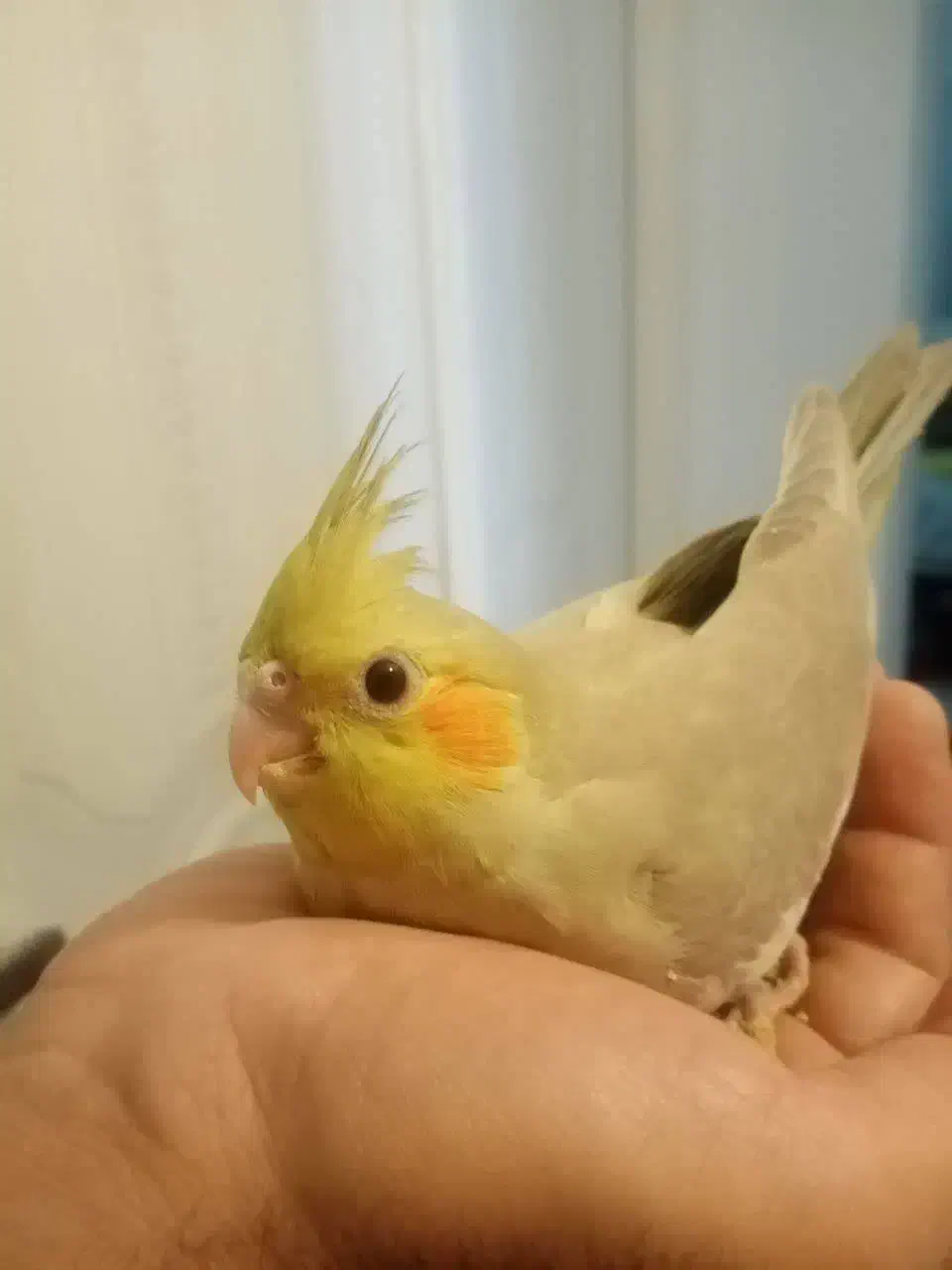 5 تا عروس هلندی بسیار زیبا|پرنده|کاشان, شهرک خاتم الانبیا (مسکن ملی کاشان)|دیوار