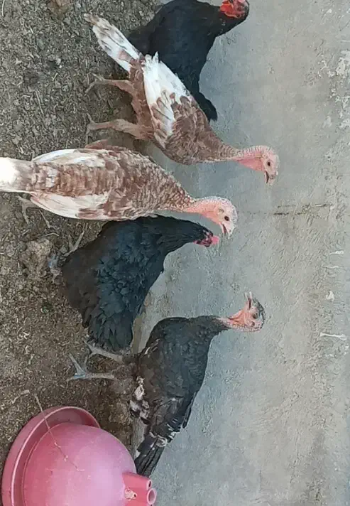 بوقلمون|حیوانات مزرعه|تاکستان, |دیوار