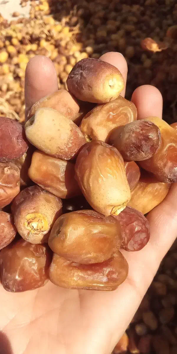 قصب زاهدی|خوردنی و آشامیدنی|جم, |دیوار