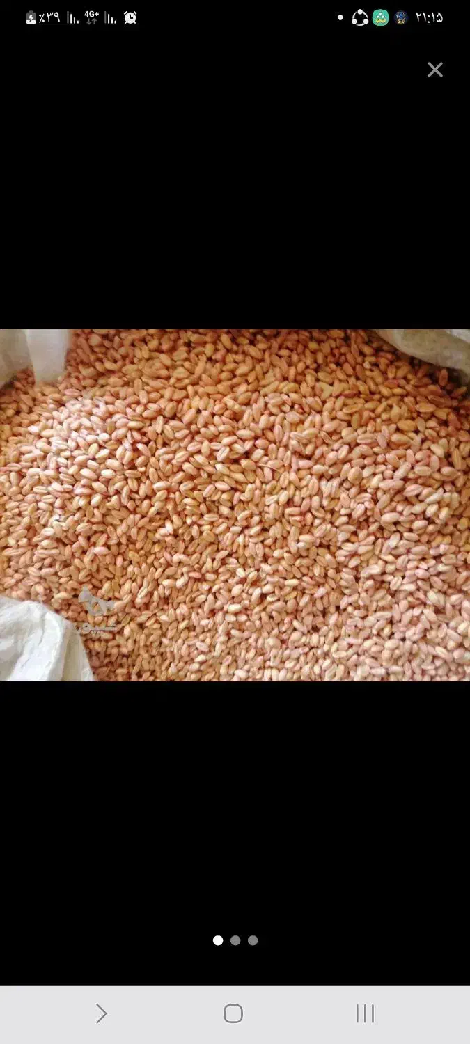 گندم بذری بوجار شده میهن(بدون کاکل)|گل و گیاه طبیعی|شازند, |دیوار