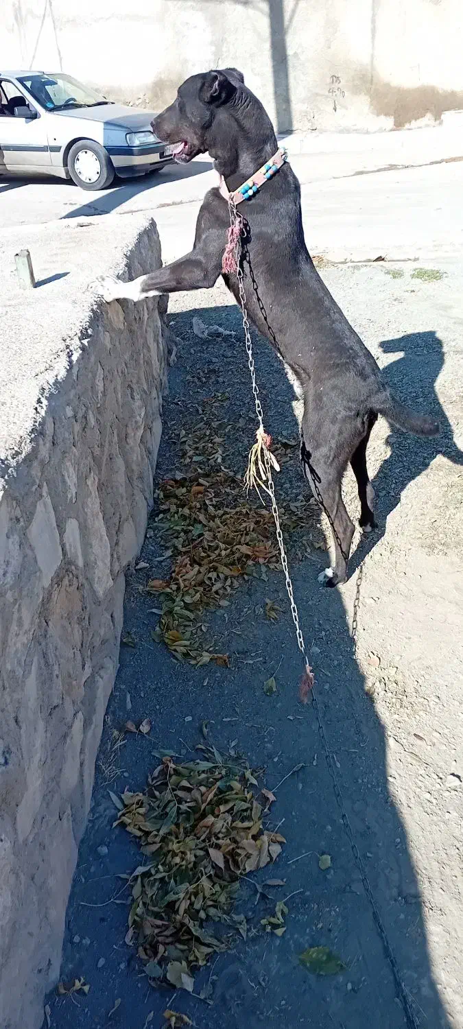 توله سرابی گم شده|حیوانات|دهگلان, |دیوار