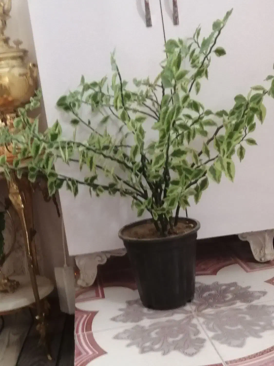 گل زیبا و بزرگ فقط 450|گل و گیاه طبیعی|بناب, |دیوار