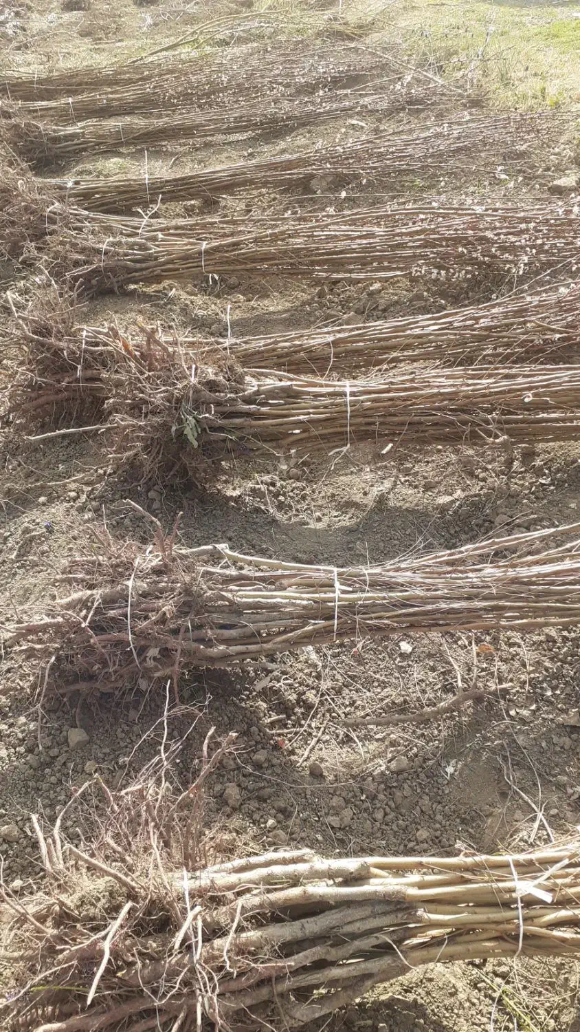 پیش فروش پاییزه نهال در نهالستان رویش نهال آغاز شد|خدمات باغبانی و درختکاری|کرمانشاه, |دیوار