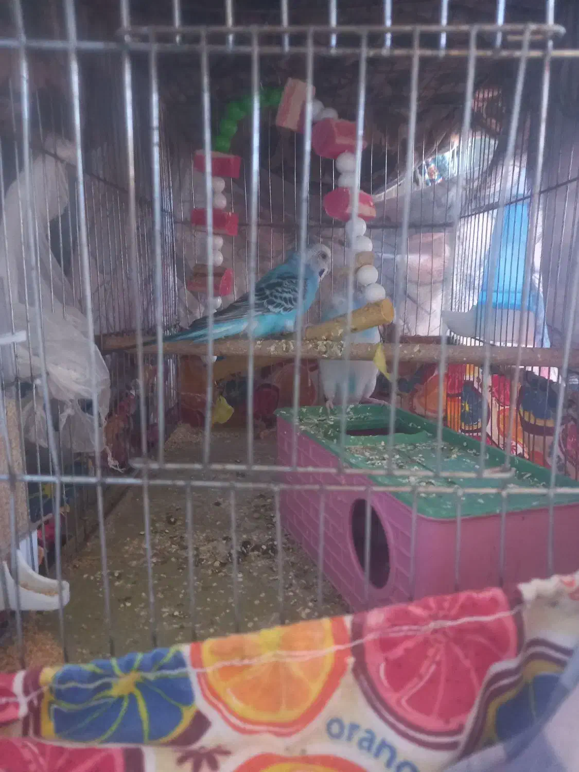 مرغ عشق|پرنده|ساروق, |دیوار