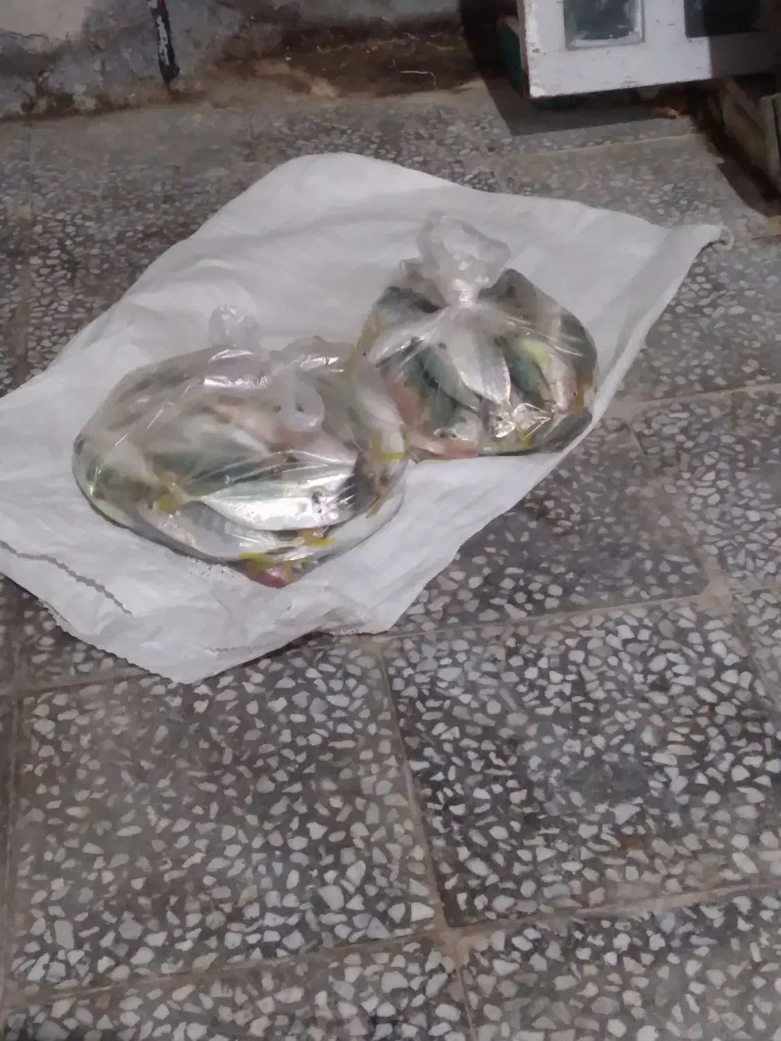 فروش ماهی تازه|ماهی|فیروزآباد (فارس), |دیوار