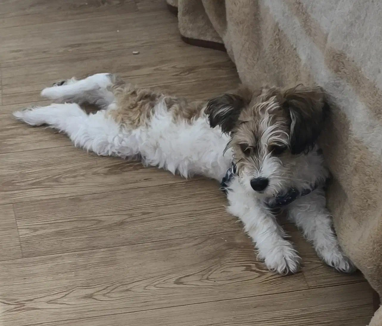 پودل تریر سفید قهوه ای|سگ|قزوین, |دیوار