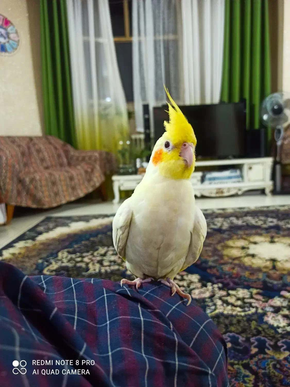 عروس هلندی لوتینو  و  البینو با قفس بزرگ|پرنده|شاهین‌شهر, فردوسی|دیوار