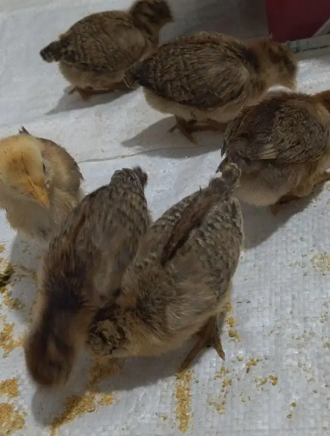 جوجه مرغ محلی|حیوانات مزرعه|یاسوج, |دیوار