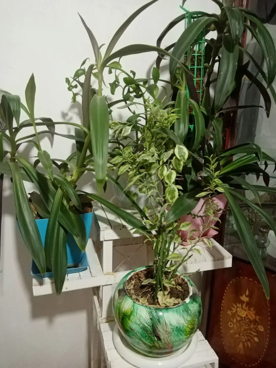 گل و گیاه..|گل و گیاه طبیعی|چناران, |دیوار