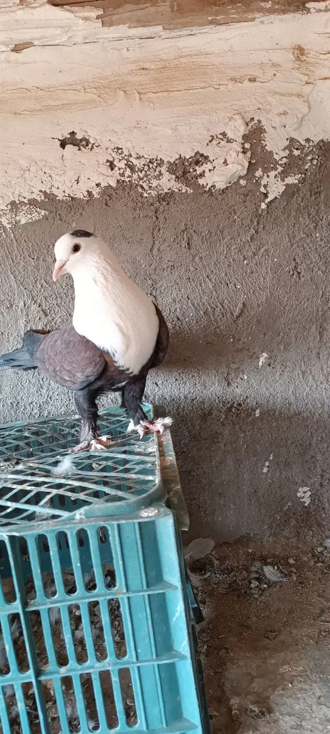 سرسفید نر|پرنده|اقبالیه, |دیوار