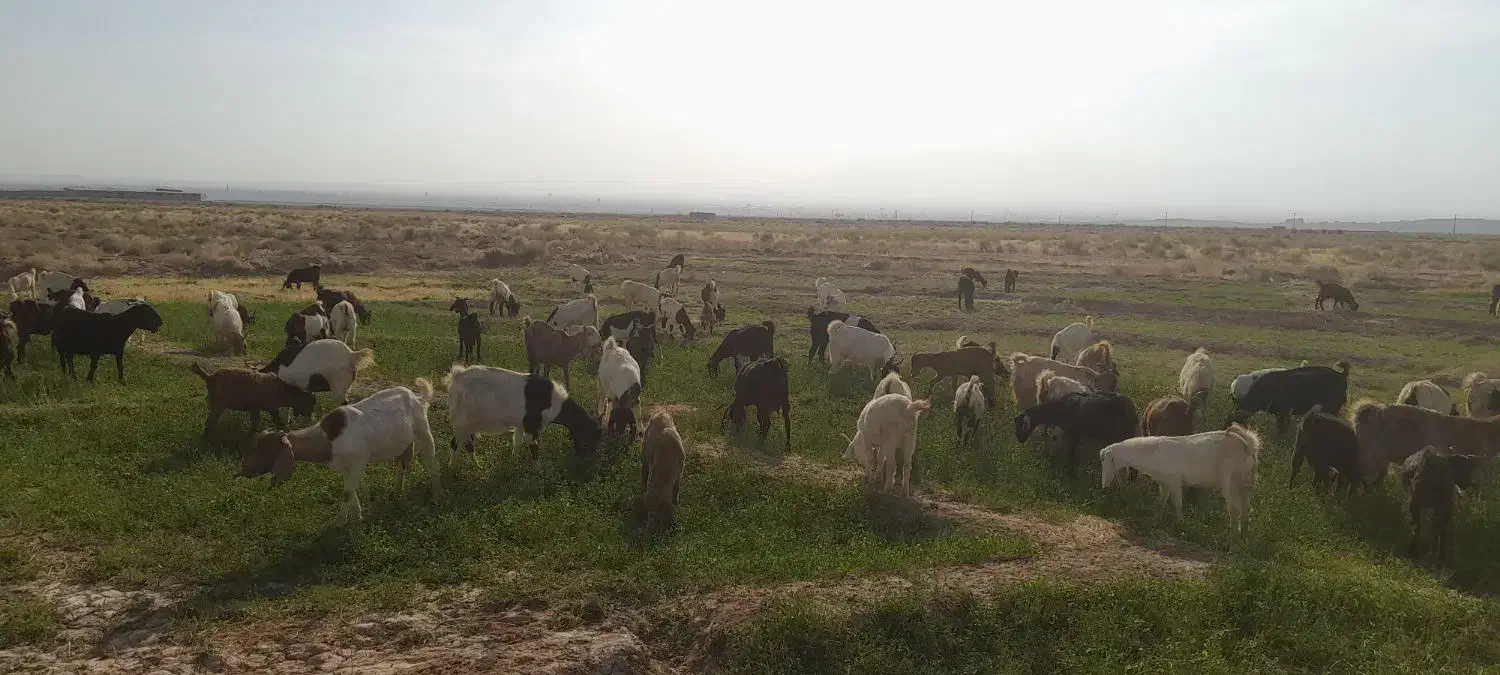 بز آبستن فروشی|حیوانات مزرعه|تربت جام, جامرود|دیوار