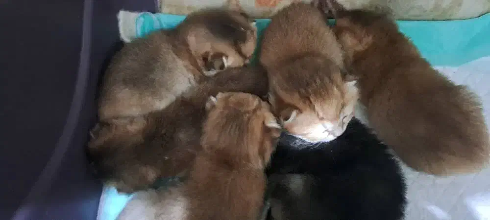 پیش فروش توله های اسکاتیش گلد|گربه|ساری, |دیوار