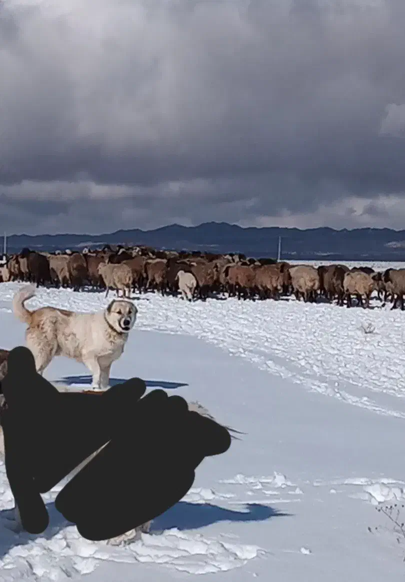سگ خراسانی نر جوان|سگ|سبزوار, گلشن|دیوار