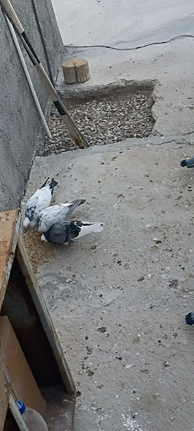 کبوترالمانی مسافتی وپرشی|پرنده|بسطام, |دیوار