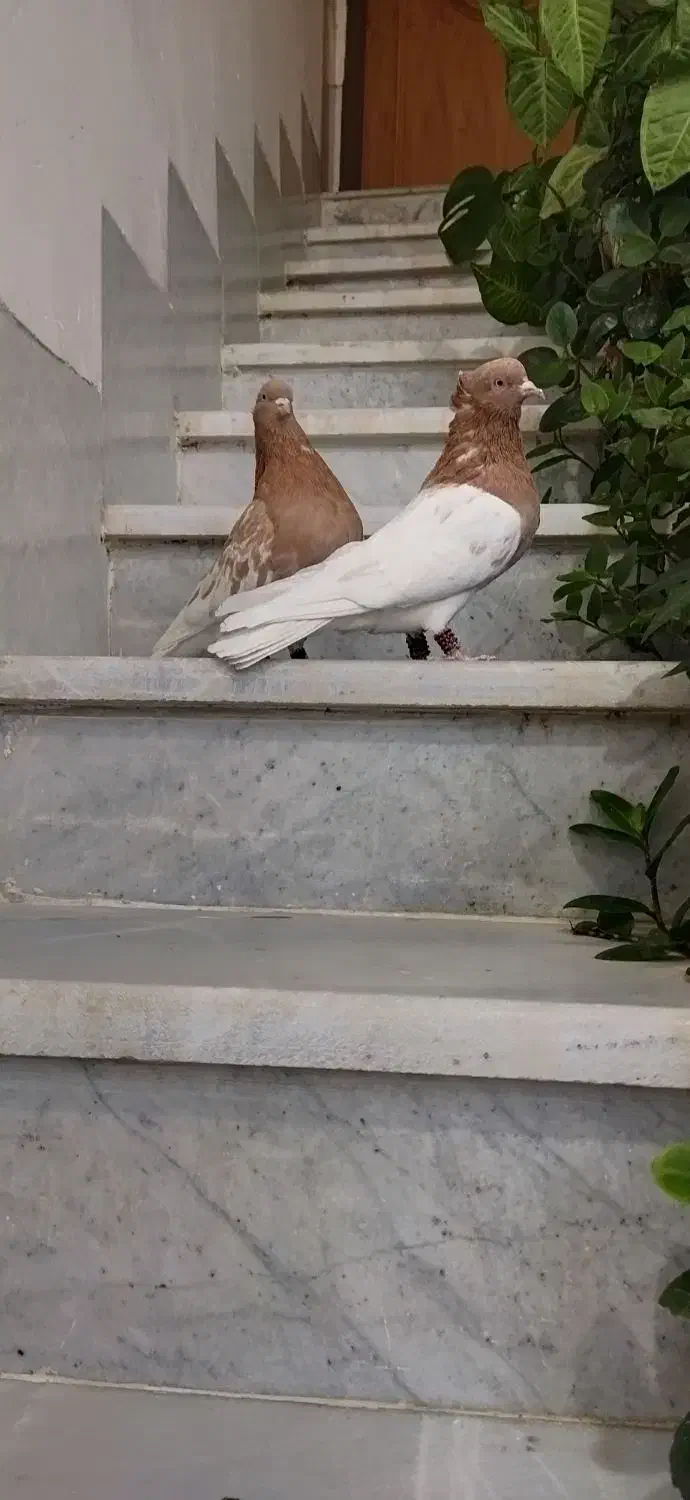 کبوتر کله|پرنده|استهبان, |دیوار