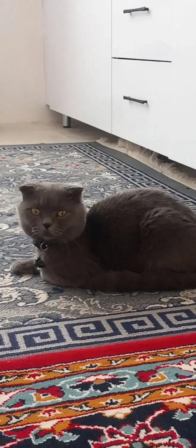 گربه مولد|گربه|مشهد, گلشور|دیوار