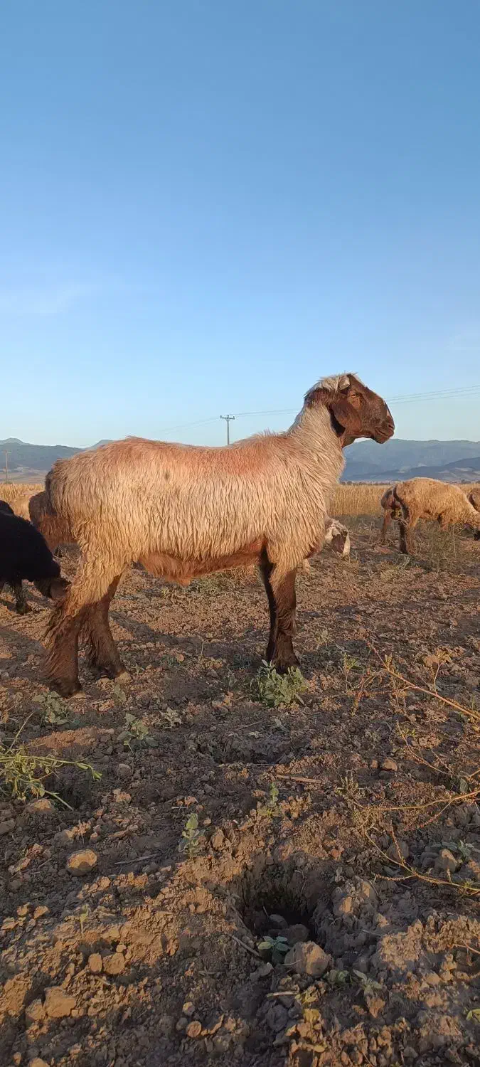 بره قوچی نژاد ترکمنی|حیوانات مزرعه|مینودشت, |دیوار