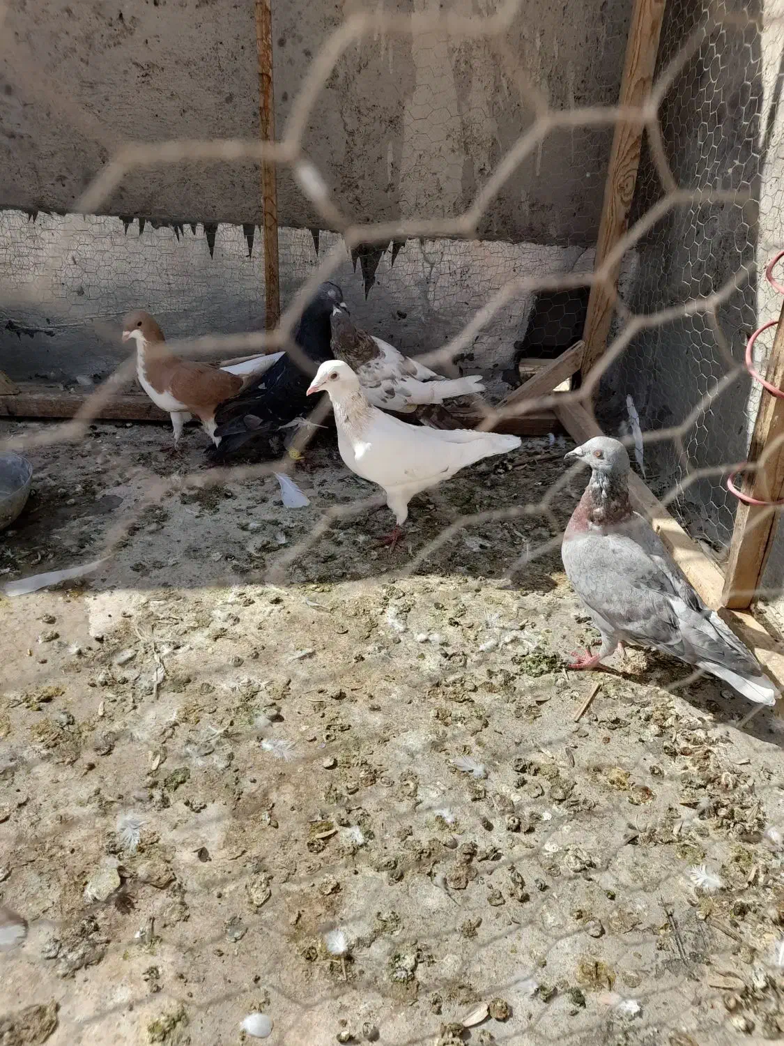همه پرنده|پرنده|قزوین, |دیوار