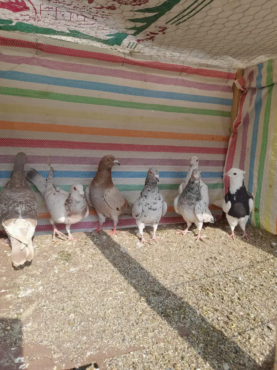 کبوترنامه بر|پرنده|کنگاور, |دیوار