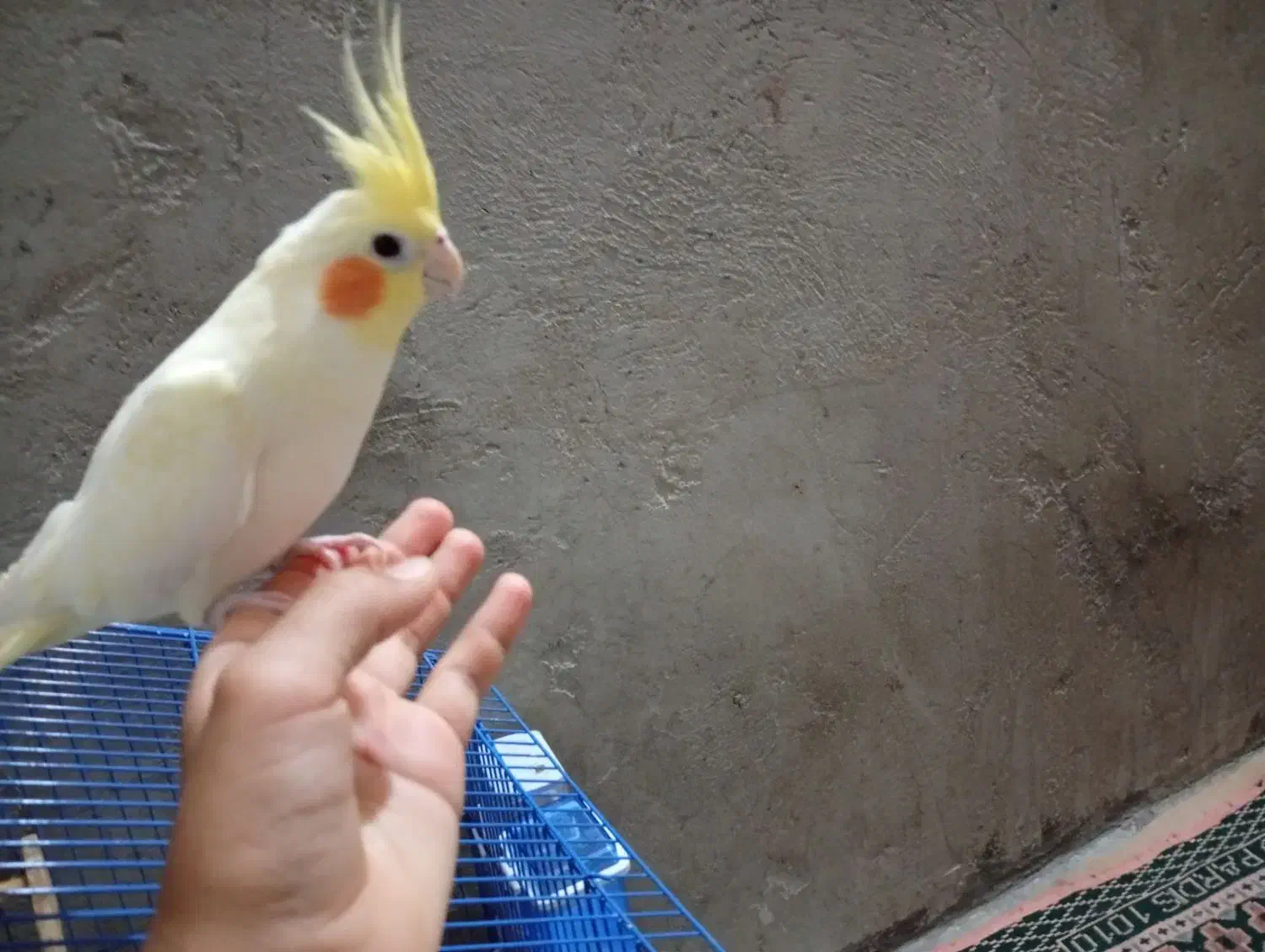 عروس هلندی دستی|پرنده|اشکنان, |دیوار