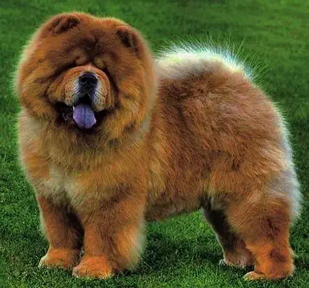 چاوچاو خرسی|سگ|تهران, اختیاریه|دیوار