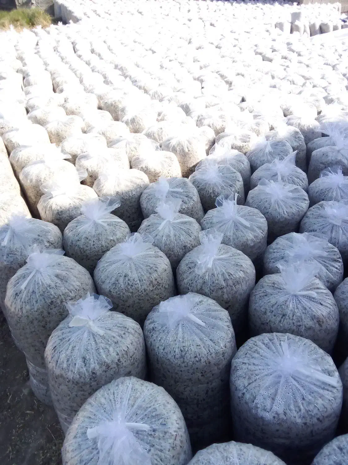 تفاله چغندر|عمده‌فروشی|چهاربرج, |دیوار