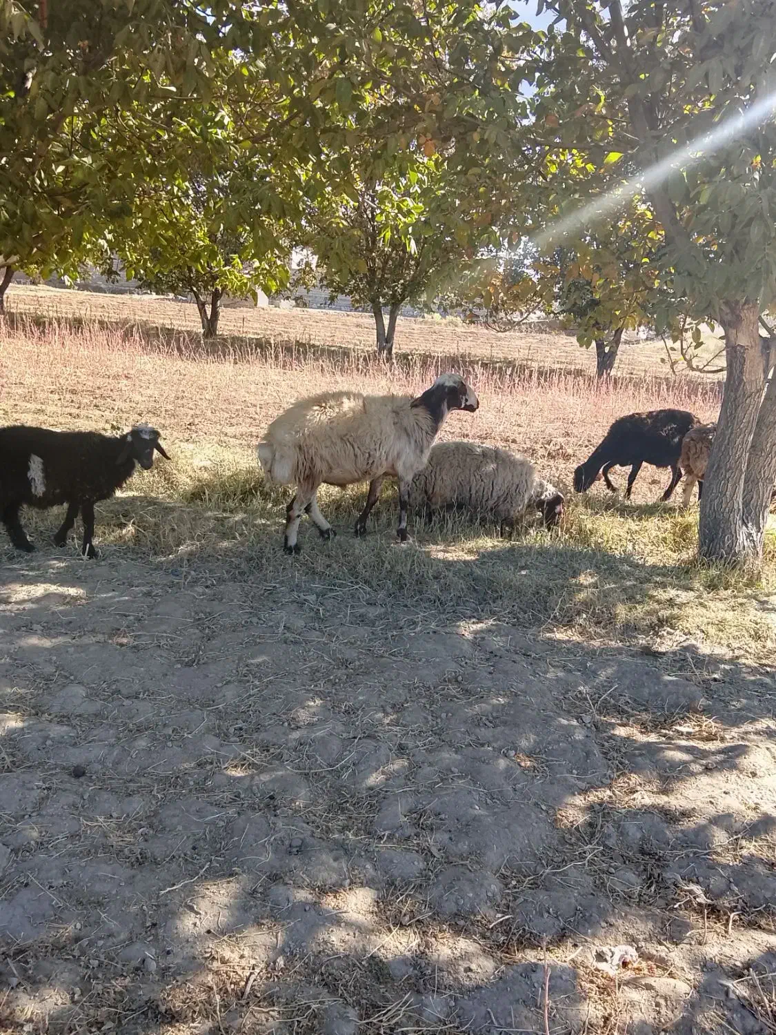 کوه قوچ 3شیره بهترن نژاد|حیوانات مزرعه|الیگودرز, |دیوار