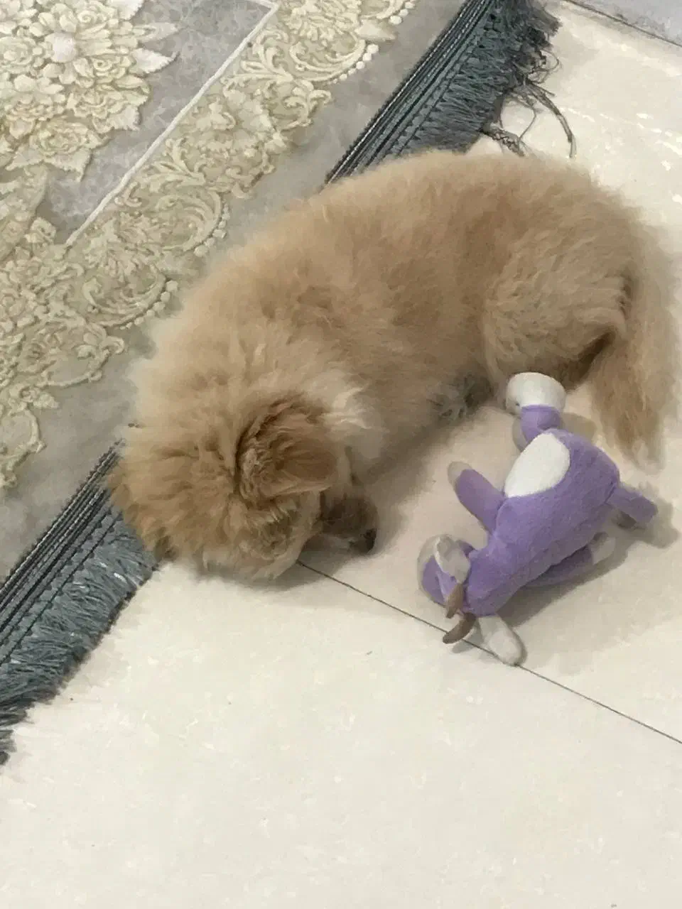 سگ میکس پامرین|سگ|اسلامشهر, شهرک واوان|دیوار