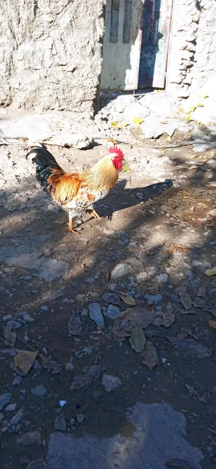 خروس محلی|حیوانات مزرعه|مریوان, |دیوار