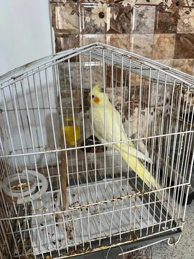 طوطی عروس|پرنده|رشت, کوی جام جم|دیوار