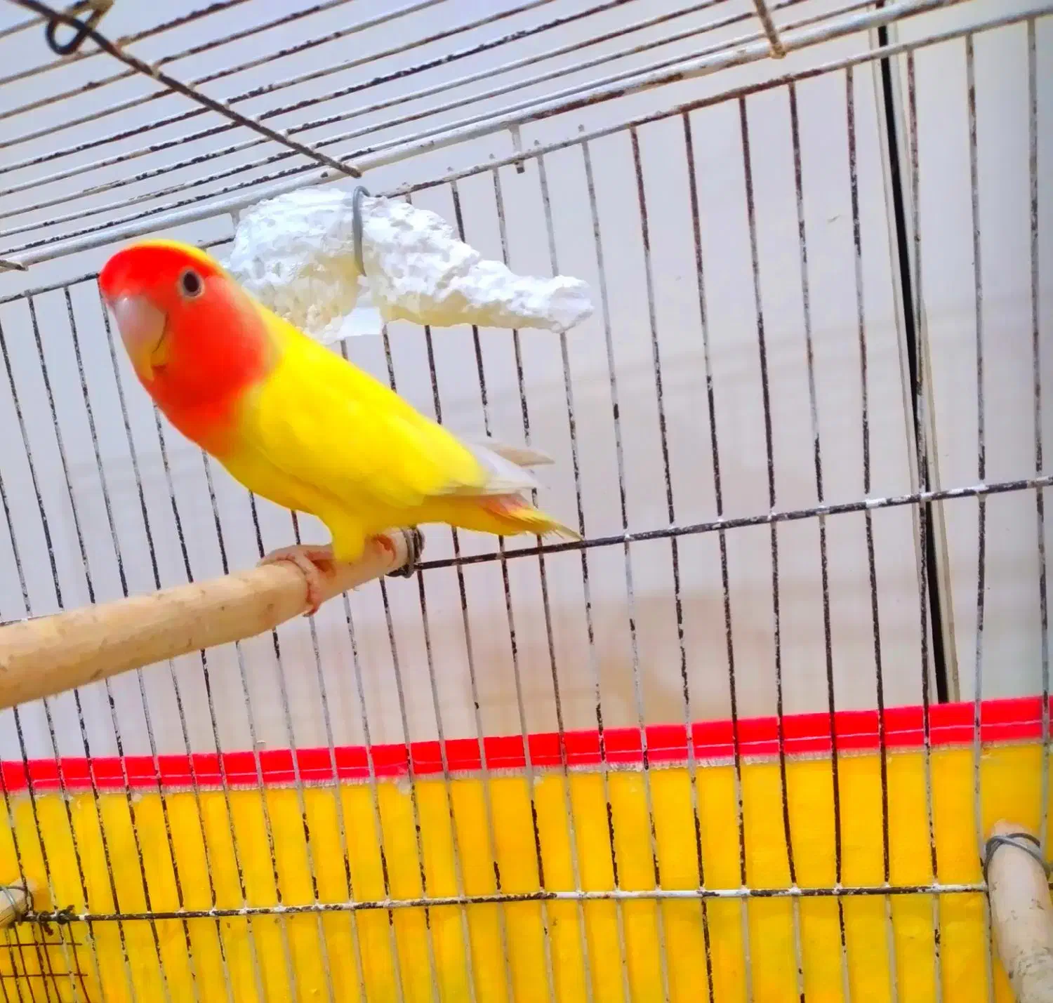 طوطی کوتوله ماده|پرنده|بندرعباس, |دیوار