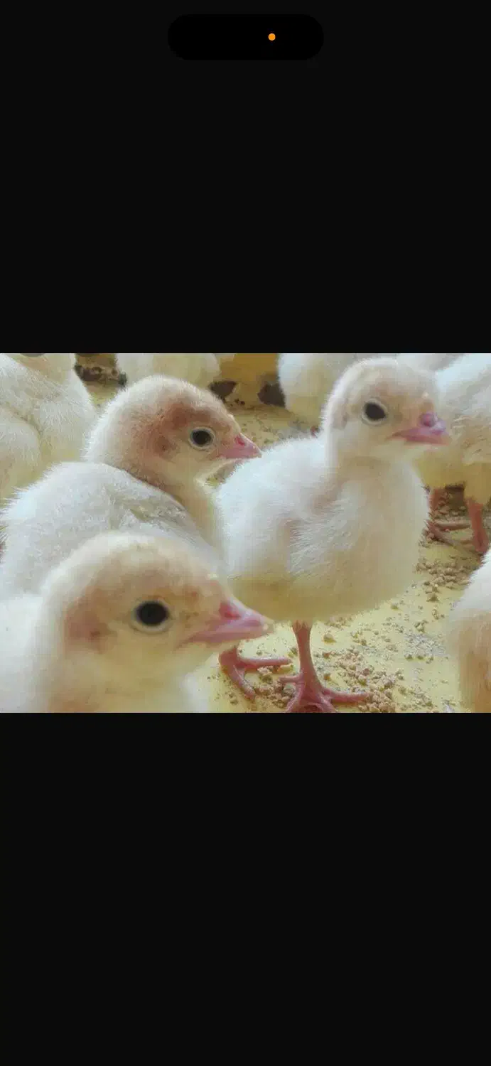 مرغ گلپایگان  اردک پکن بوقلمون بیوتی یک روزه|حیوانات مزرعه|ورامین, ورامین|دیوار