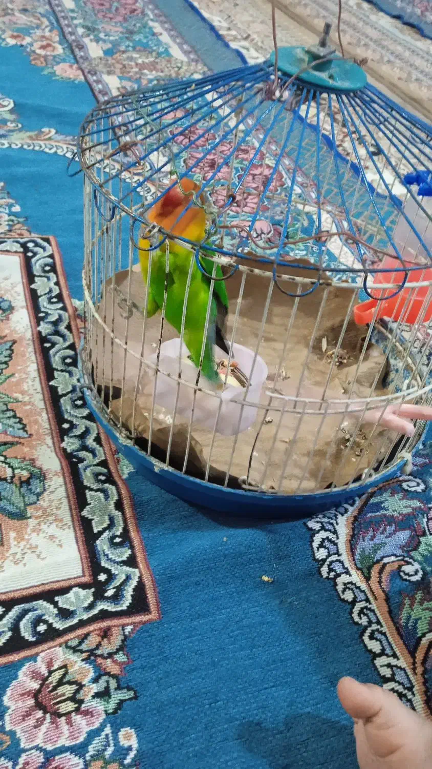 طوطی  برزیلی خوشگل ناز|پرنده|نهاوند, |دیوار