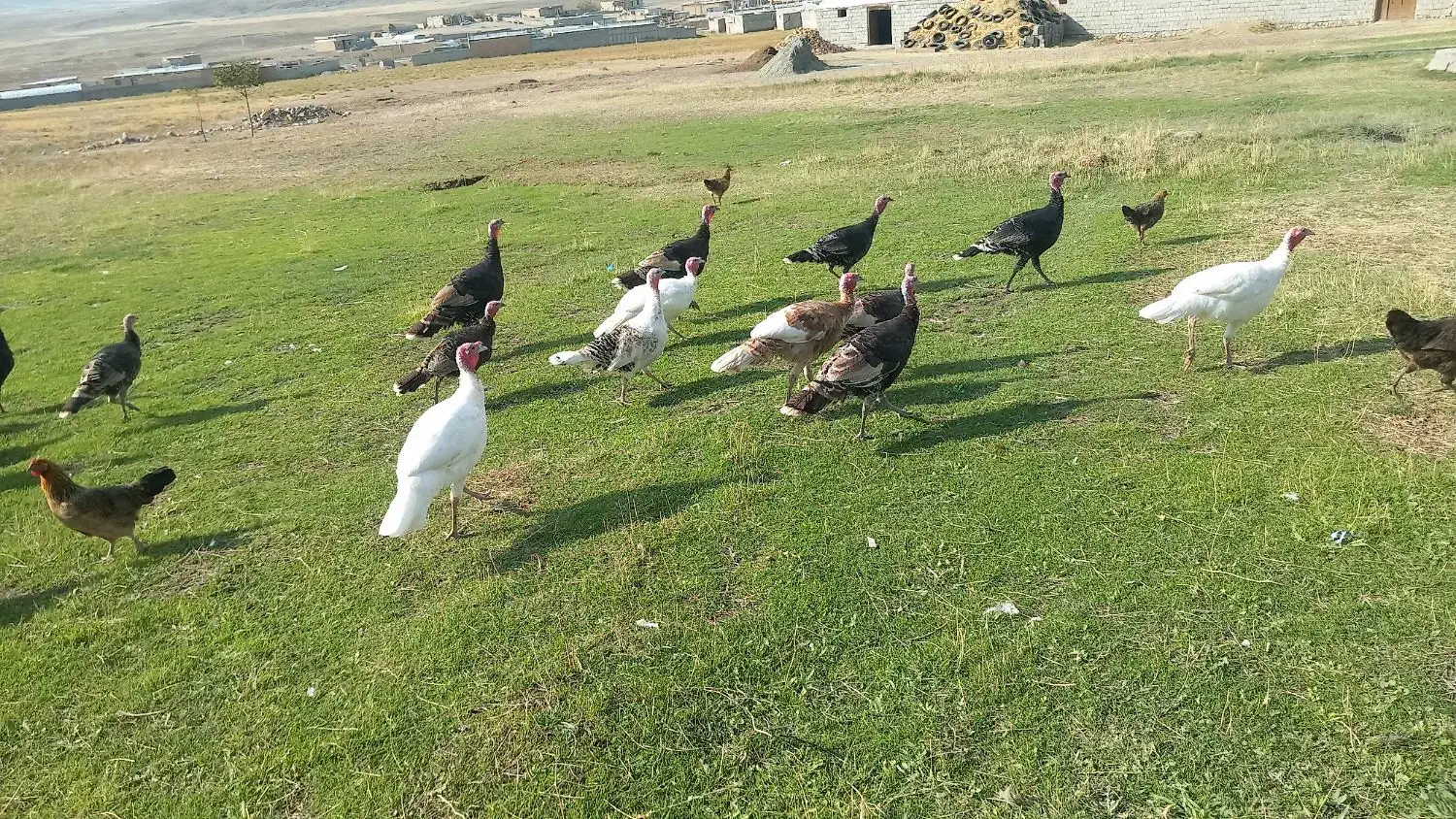 ۱۰ بوقلمون نر|حیوانات مزرعه|قره ضیاالدین, |دیوار