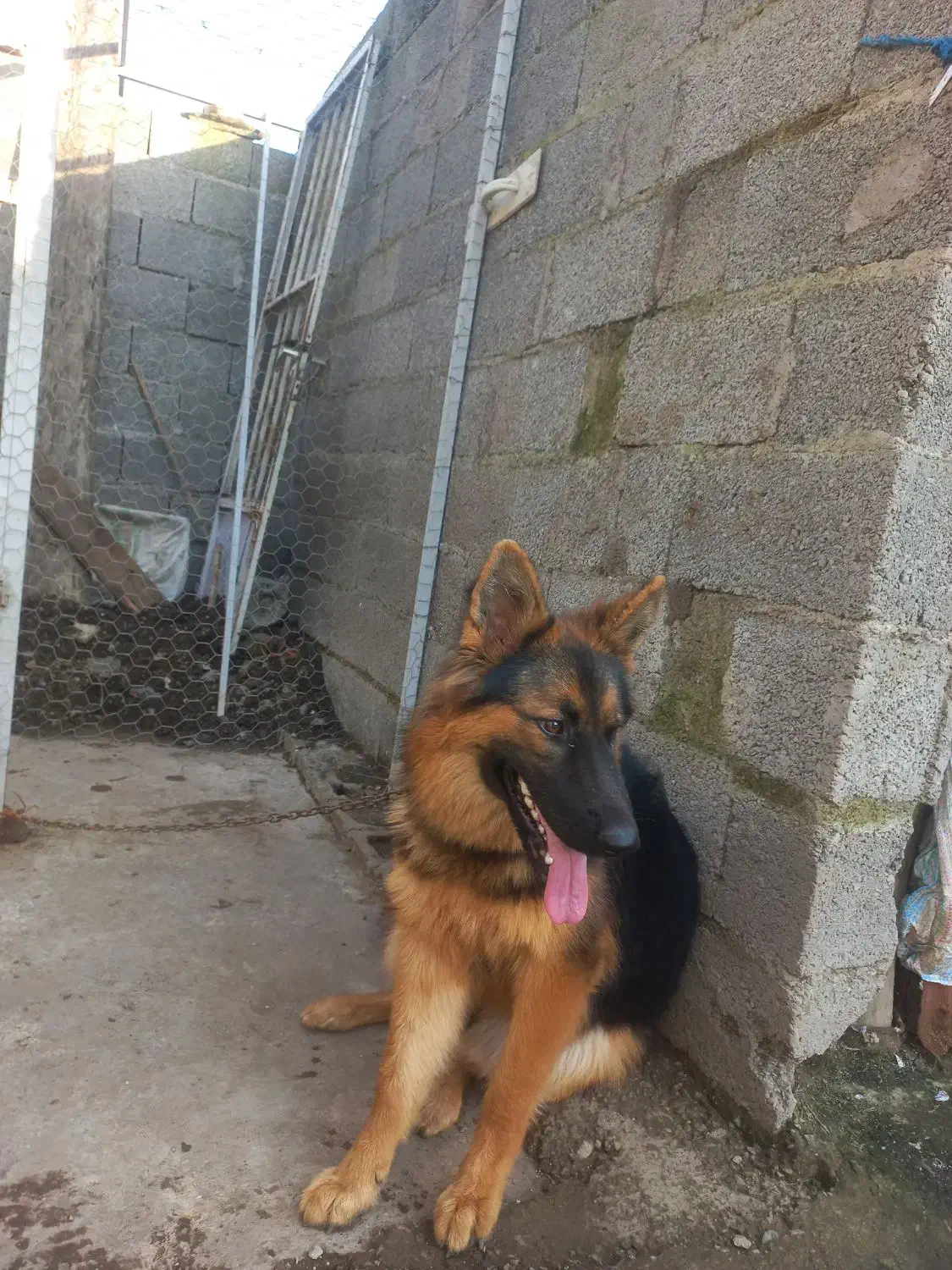 سگ ژرمن شپرت|سگ|خشکبیجار, |دیوار