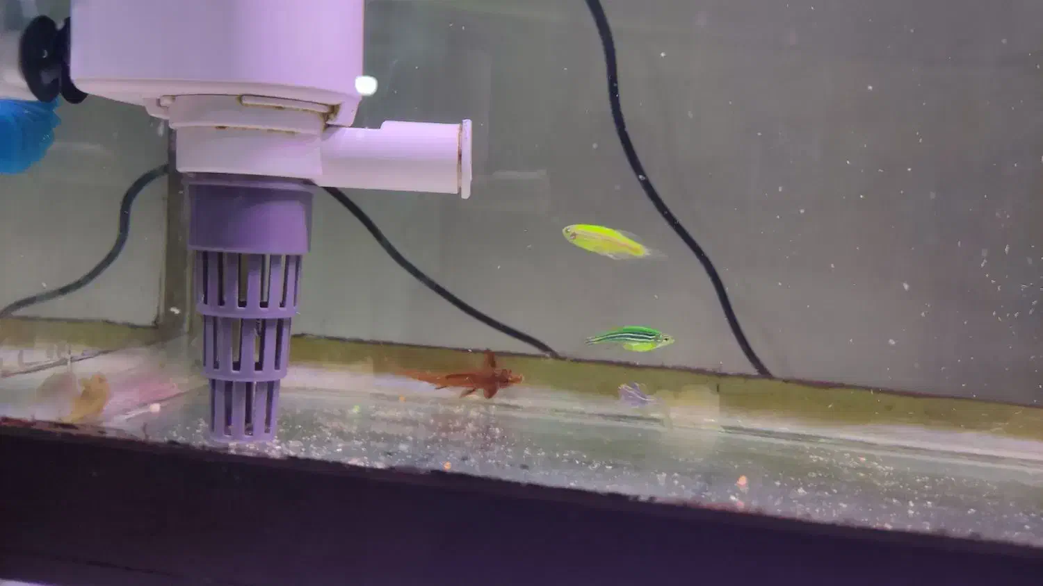 ماهی|ماهی|بومهن, |دیوار