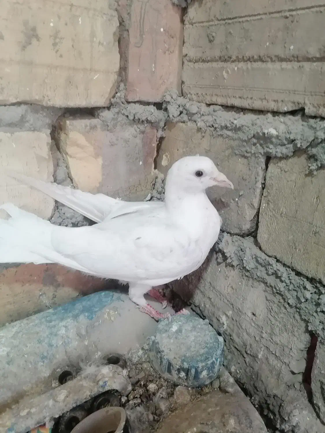 کفتر پرشی|پرنده|سبزوار, قاضی زاد|دیوار