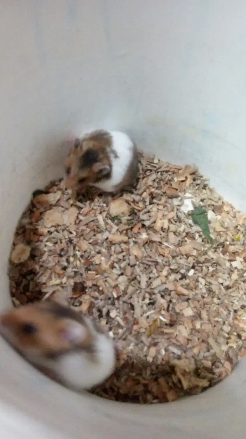 موش همسترنر ماده|موش و خرگوش|کرمان, |دیوار