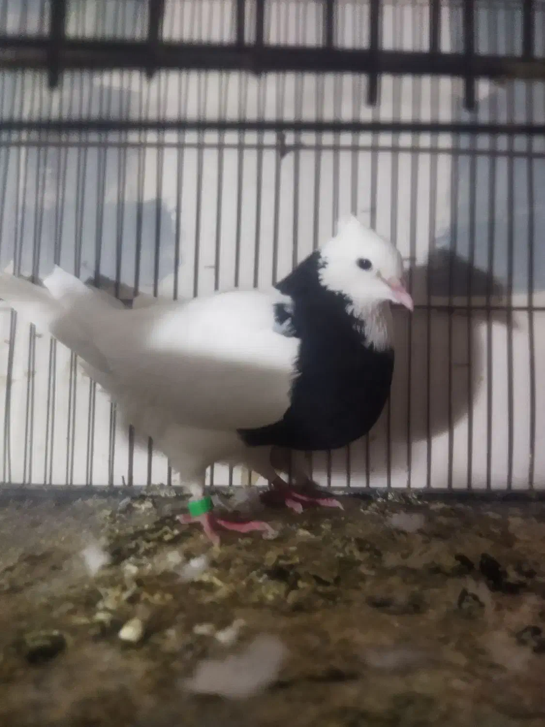 طوقی ماده درشت و پاک|پرنده|گنبد کاووس, |دیوار