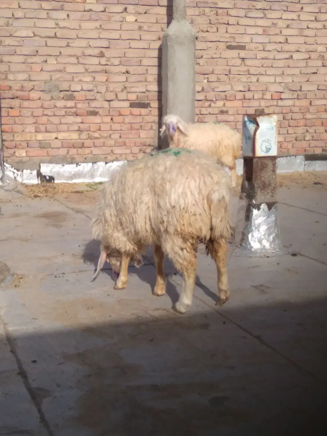 بره وبزغاله|حیوانات مزرعه|زاهدان, |دیوار